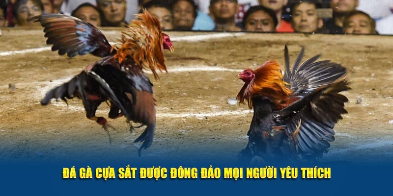 Đá gà cựa sắt được đông đảo mọi người yêu thích