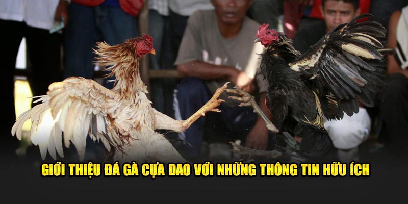 Giới thiệu đá gà cựa dao với những thông tin hữu ích