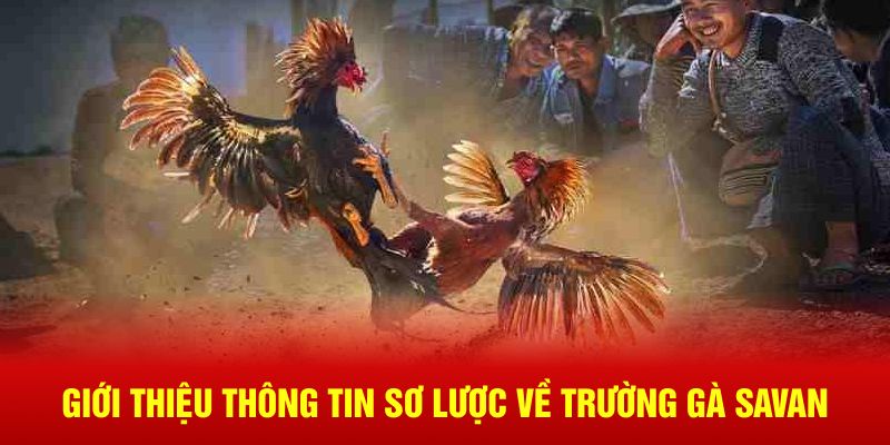 Giới thiệu thông tin sơ lược về trường gà Savan