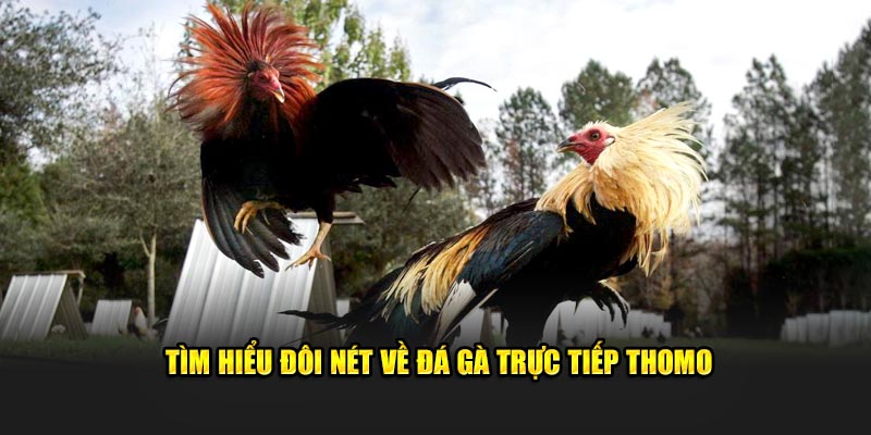 Tìm hiểu đôi nét thông tin về đá gà trực tiếp Thomo