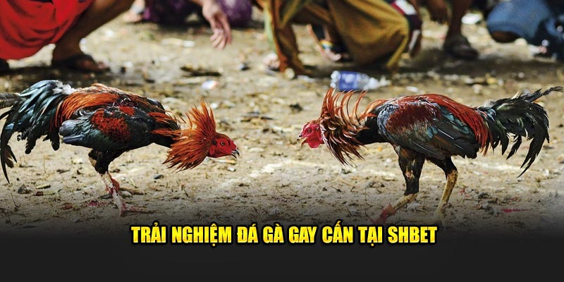 Trải nghiệm đá gà gay cấn tại SHBET